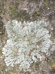 Heterodermia albicans