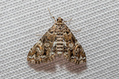 Elophila melagynalis