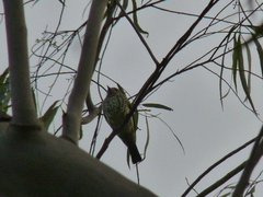 Oxyruncus cristatus