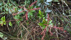 Pieris japonica taiwanensis