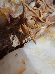 Haworthiopsis tessellata
