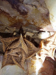 Haworthiopsis tessellata
