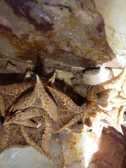 Haworthiopsis tessellata