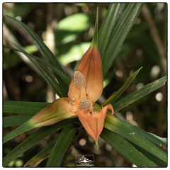 Freycinetia walkeri