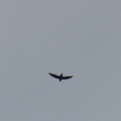 Streptoprocne zonaris