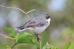 Microspingus cinereus