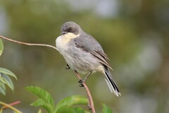 Microspingus cinereus