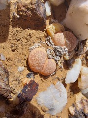 Lithops herrei