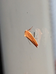 Ptyoptila matutinella