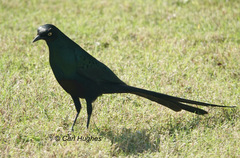 Lamprotornis caudatus