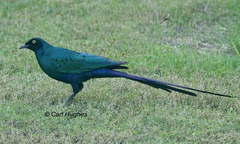 Lamprotornis caudatus