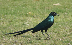 Lamprotornis caudatus