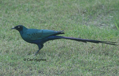 Lamprotornis caudatus