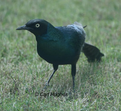 Lamprotornis caudatus