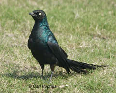 Lamprotornis caudatus