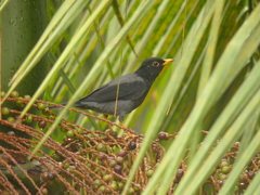 Turdus flavipes