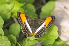 Adelpha cytherea