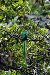 Pharomachrus mocinno costaricensis