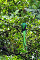 Pharomachrus mocinno costaricensis