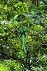 Pharomachrus mocinno costaricensis