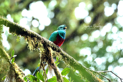 Pharomachrus mocinno costaricensis