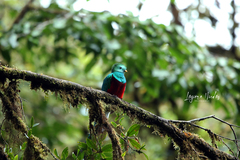 Pharomachrus mocinno costaricensis