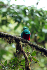Pharomachrus mocinno costaricensis