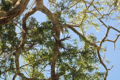 Tillandsia paucifolia