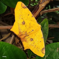 Nepheloleuca illiturata