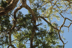 Tillandsia paucifolia