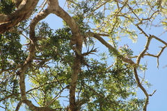 Tillandsia paucifolia