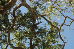Tillandsia paucifolia