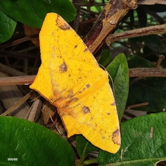 Nepheloleuca illiturata