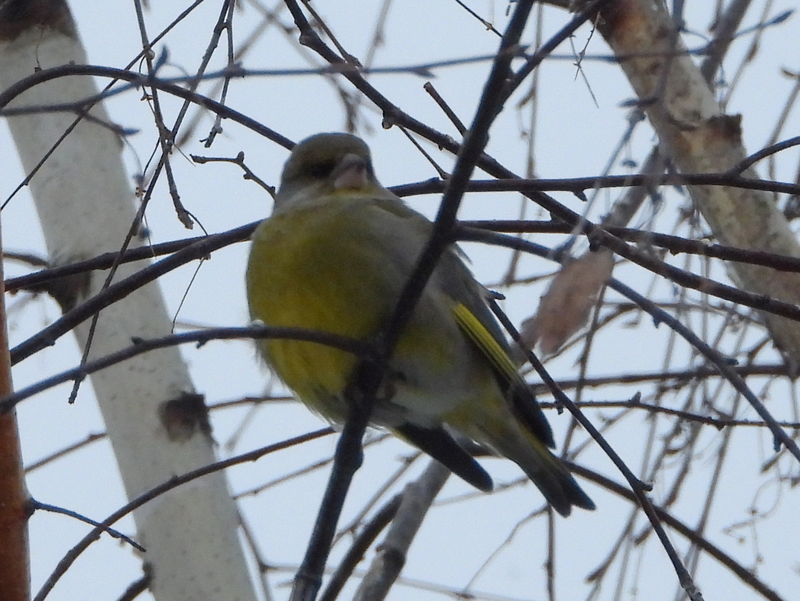 European Greenfinch