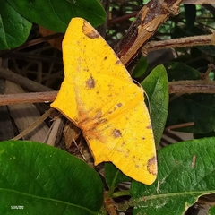 Nepheloleuca illiturata