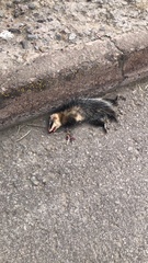 Didelphis pernigra