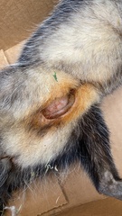 Didelphis pernigra