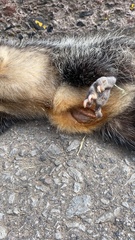 Didelphis pernigra