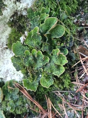 Peltigera leucophlebia