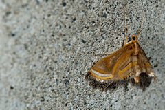Eoophyla gibbosalis