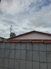 Psittacara leucophthalmus