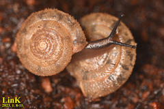 Plectotropis quelpartensis