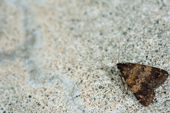 Hydrillodes lentalis