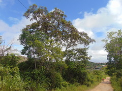 Anadenanthera colubrina