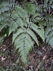 Ctenitis subglandulosa