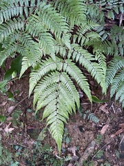 Ctenitis subglandulosa