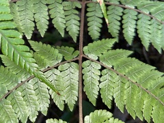 Ctenitis subglandulosa