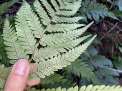 Ctenitis subglandulosa