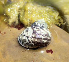 Austrocochlea constricta