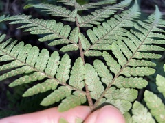 Ctenitis subglandulosa